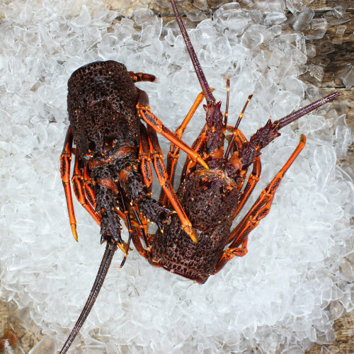  Frozen NZ Crayfish