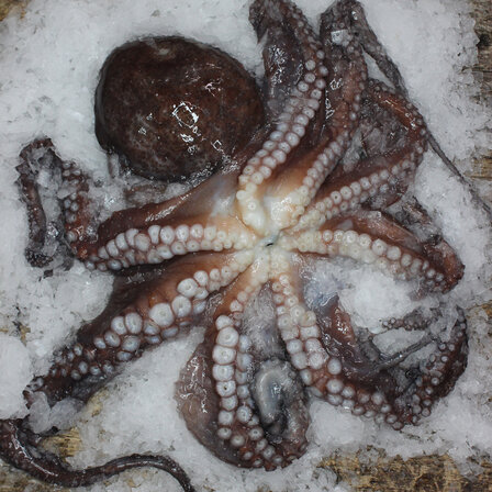 Frozen Whole Octopus 1-2 KG