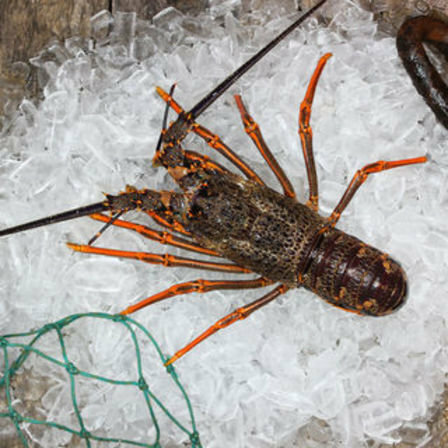 Fresh Crayfish 1.40 Kg EA