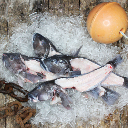 Blue Cod (Heads and Frames) KG
