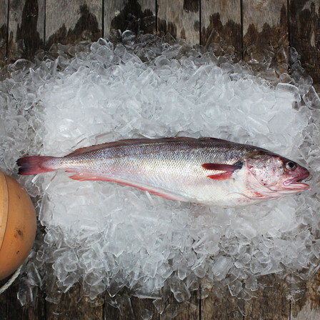Red Cod (Whole) KG