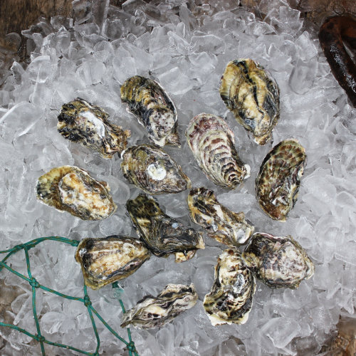 Te Kouma Bay Oysters (Fresh) DOZ 1/2 Shell 